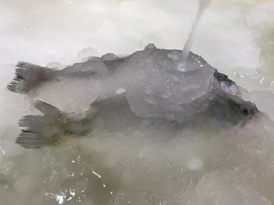 シーフードのための3T/24Hスラリーの製氷機の製氷機械
